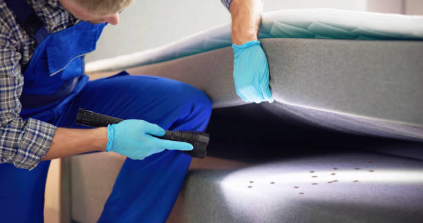 Trusted Elizabeth Lake, CA Pest Control Experts