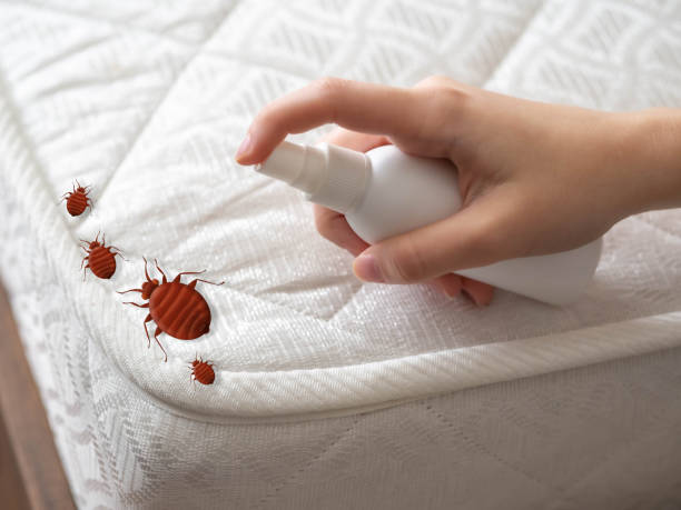 Best Pest Prevention Services  in Elizabeth Lake, CA
